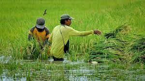 Human Interaction with the Environment