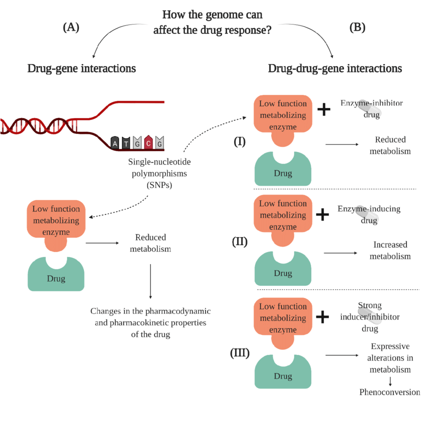 Genes and Genotypes-Nursing Paper Examples