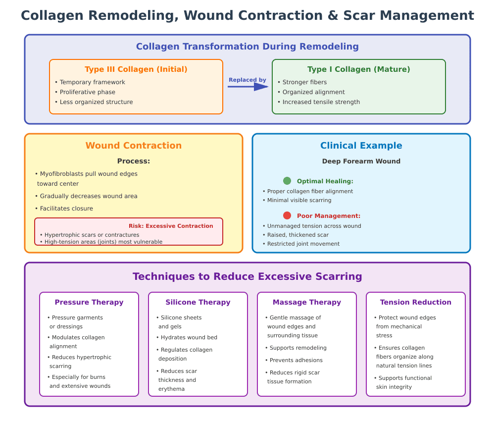 Wound Healing Stages