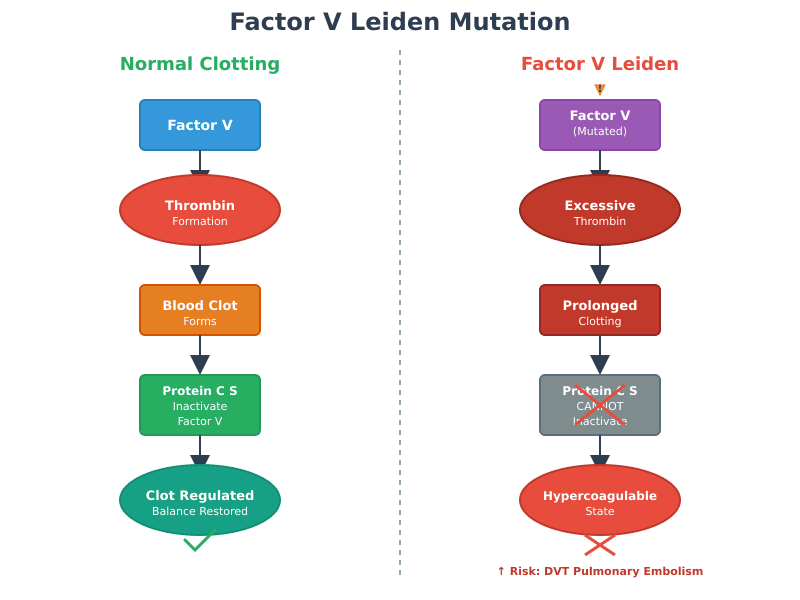 Factor V Leiden and Thrombophilia