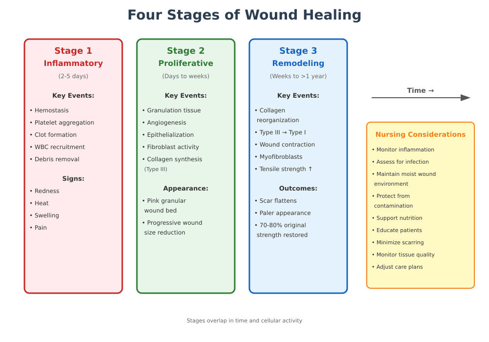 Wound Healing Stages