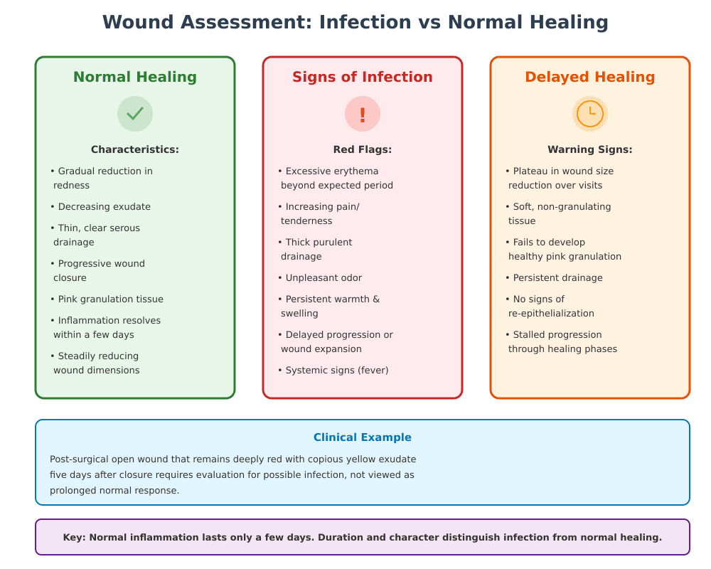 Wound Healing Stages