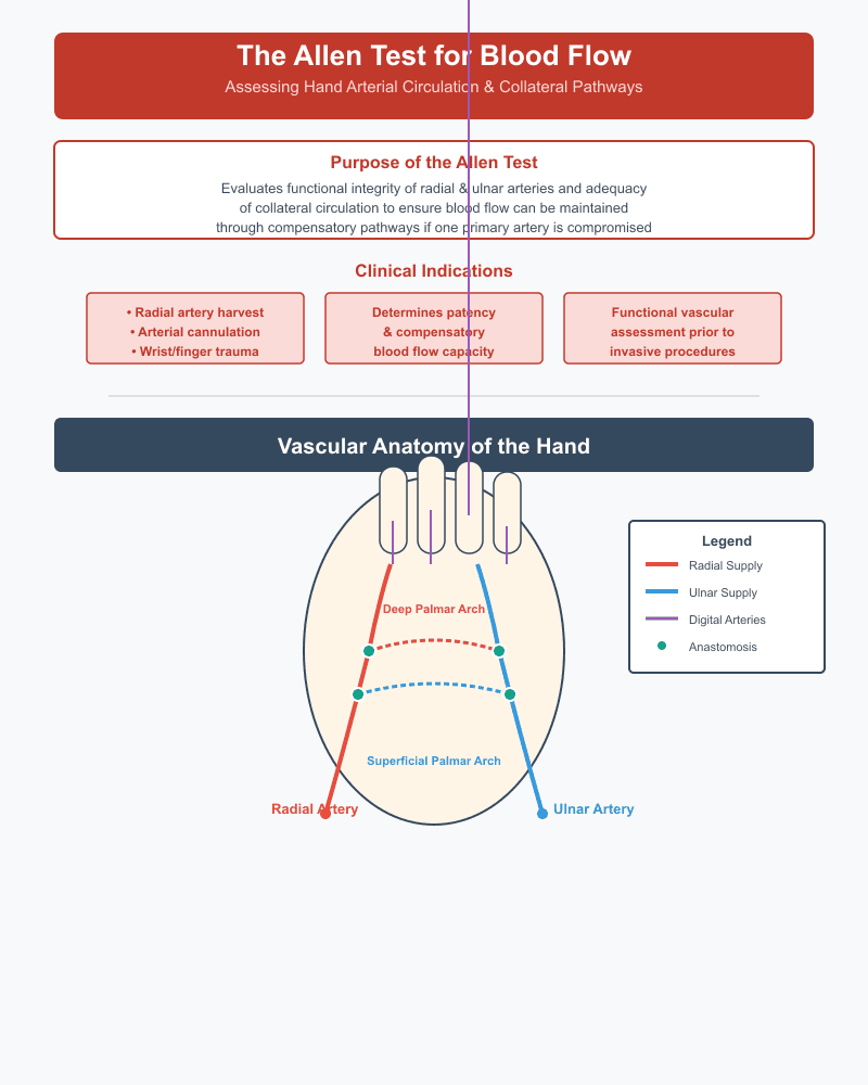 Allen Test for Blood Flow