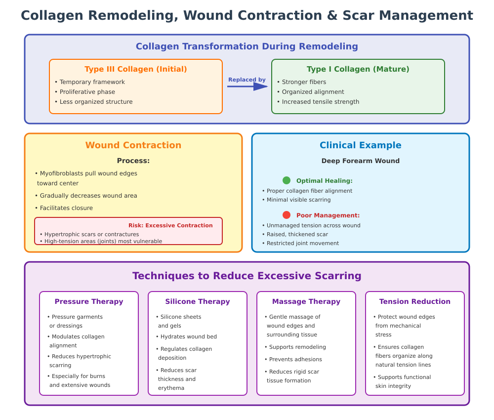 Wound Healing Stages