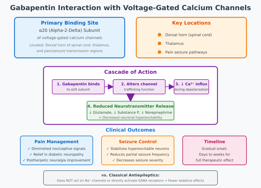 Gabapentin Mechanism of Action
