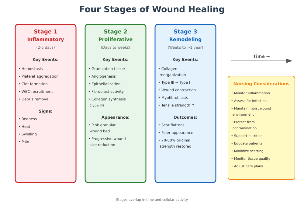 Wound Healing Stages